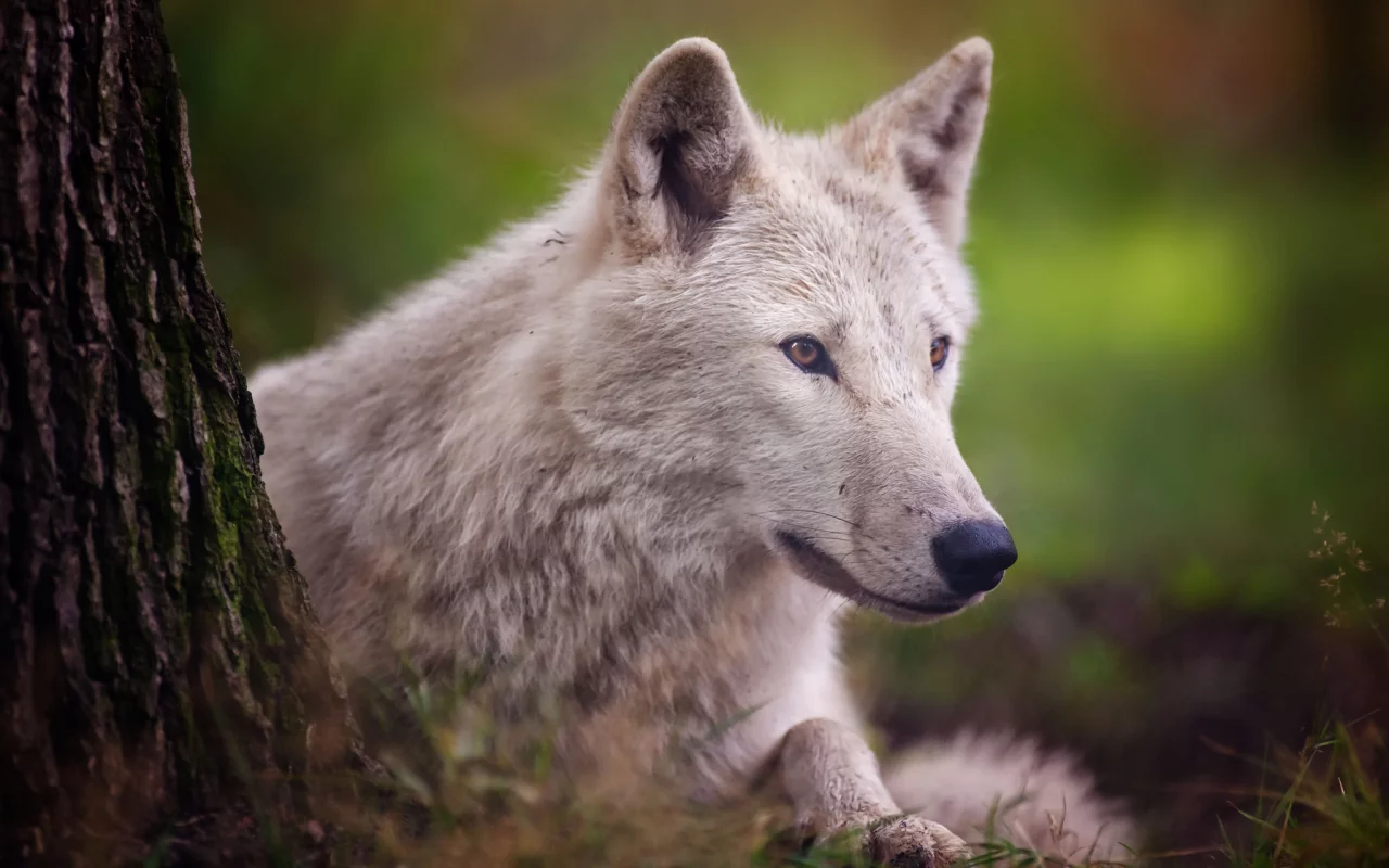 хищник, arctic wolf, полярный волк