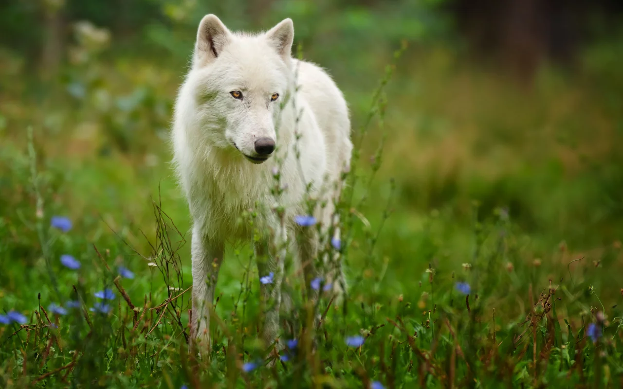 arctic wolf, полярный волк, хищник