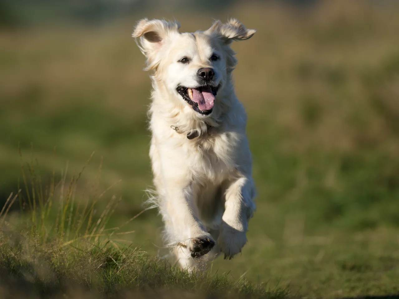 голден ретривер, golden retriever, настроение