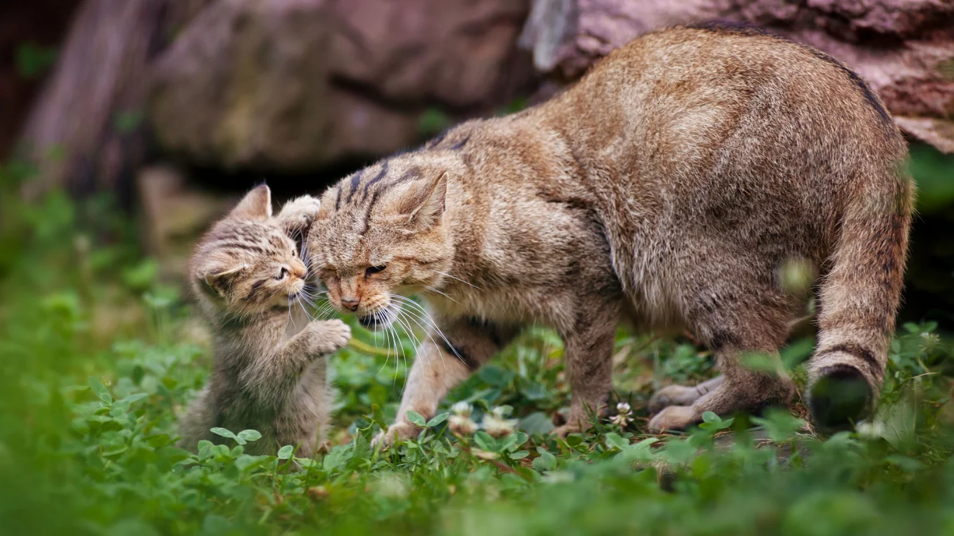 дикая кошка, котёнок, материнство