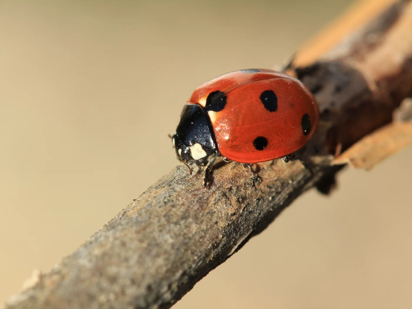 природа, macro, canon-65, божья коровка