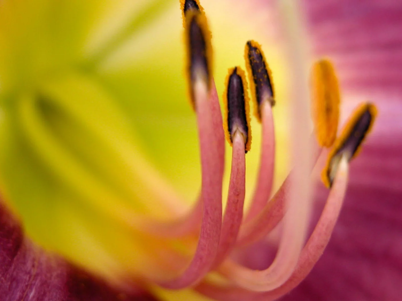 garden, flower, nature