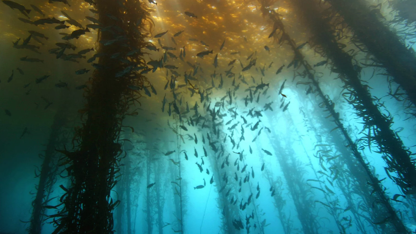 водоросли, рыбы, море