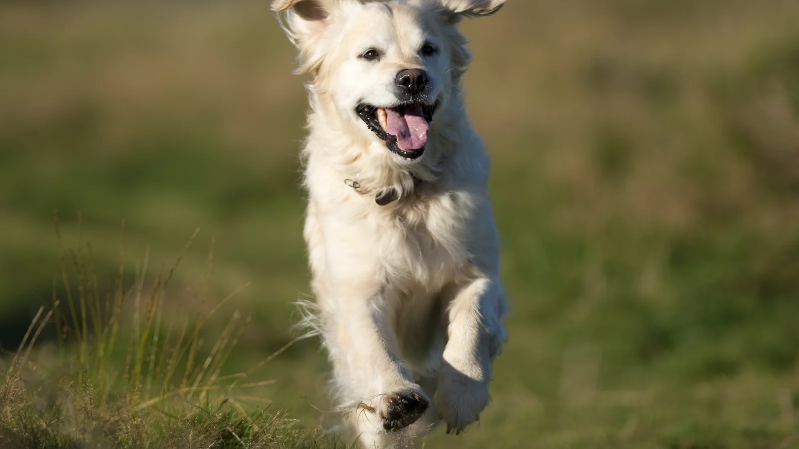 голден ретривер, golden retriever, настроение