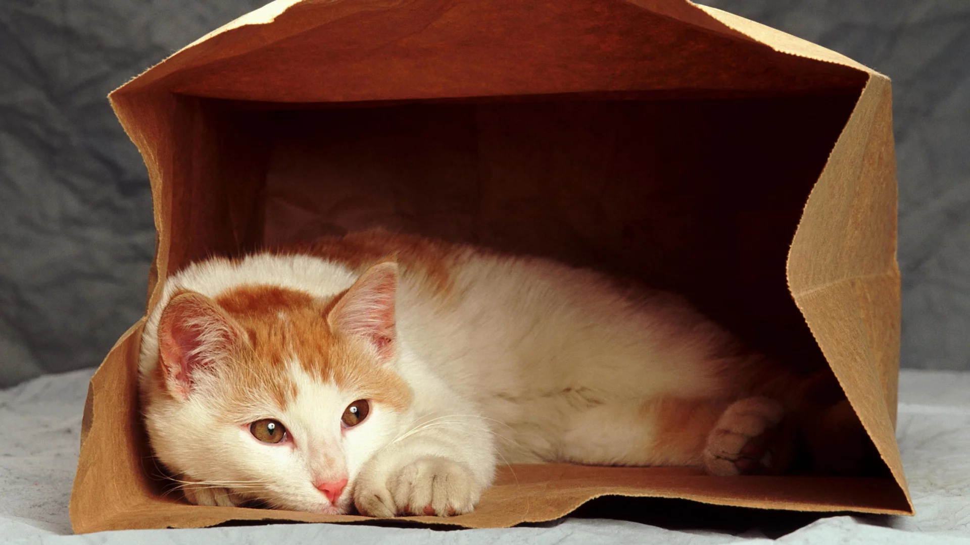пакет, кошка, рыжий, кот, cat