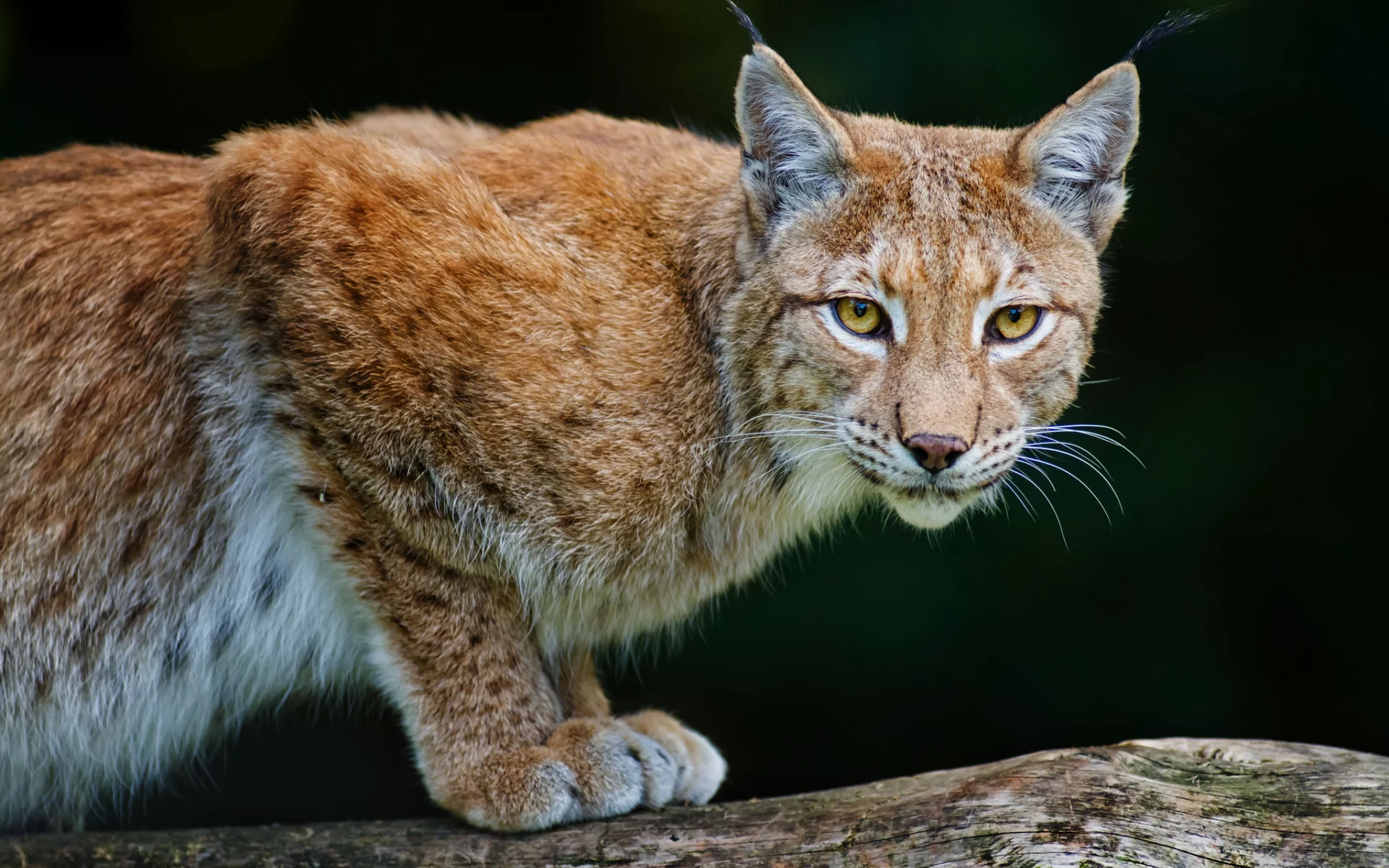рысь, lynx, хищник, bobcat