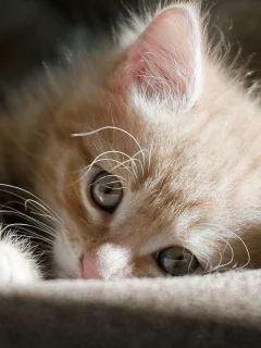 котенок, свет, рыжий, полосатый
