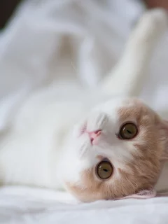 torode, дом, кошка