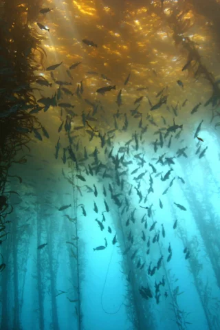 водоросли, рыбы, море