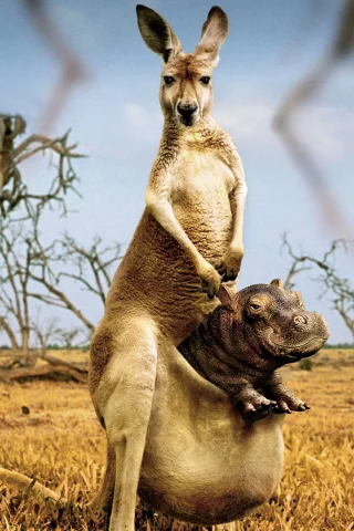 sun, kangaroos, twilight