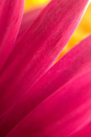 flower, garden, nature