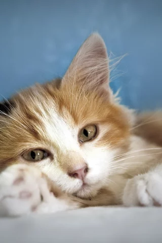 взгляд, уют, кошка