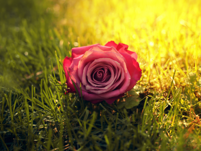 солнце, цветок, роза, трава