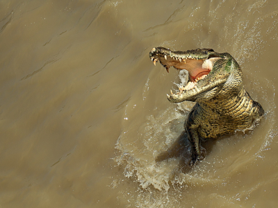 крокодил, природа, вода