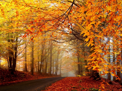 опавшая листва, деревья, осень, дорога