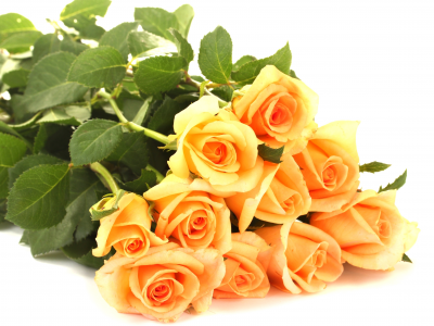 цветы, оранжевые, букет, розы