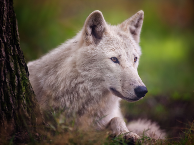 хищник, arctic wolf, полярный волк