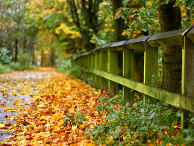 дорога, осень, листья, забор