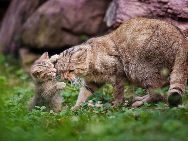 дикая кошка, котёнок, материнство