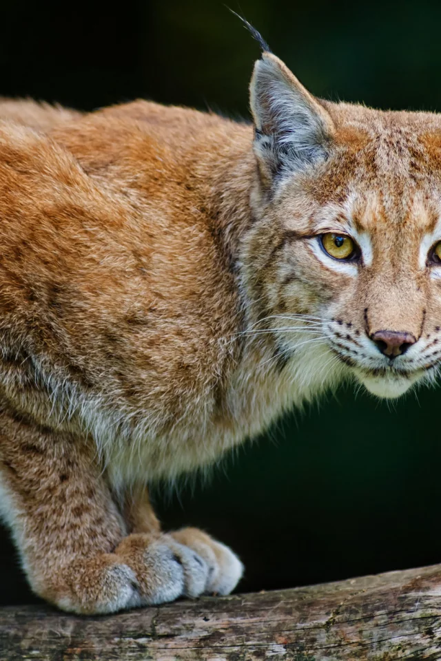 рысь, lynx, хищник, bobcat
