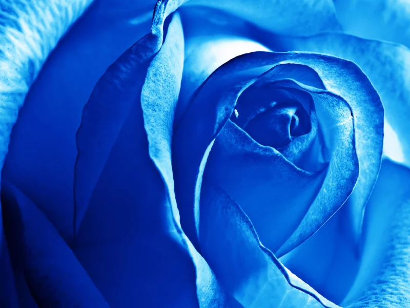 blue, rose, flower
