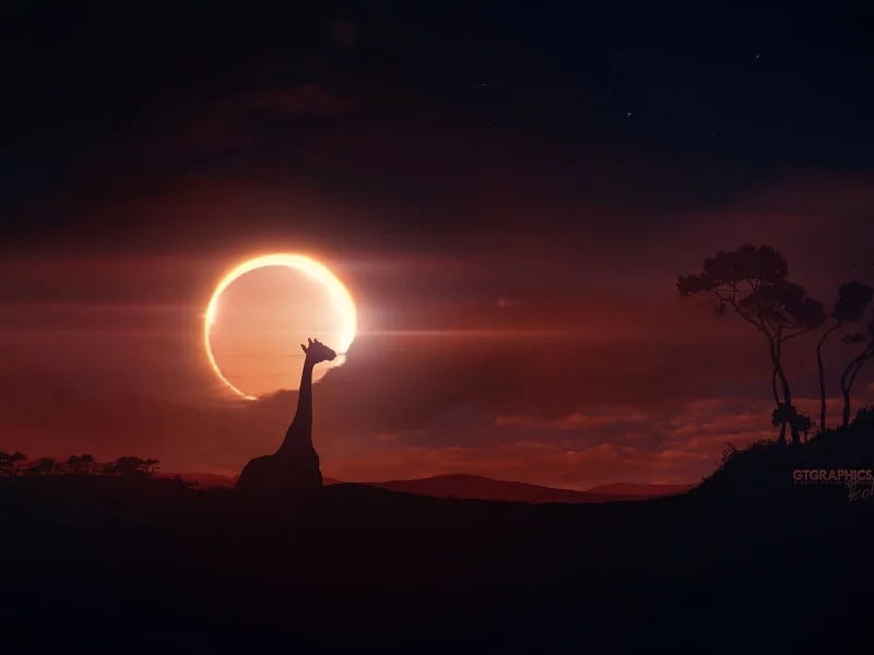 eclipse, закат, жираф, the giraffe