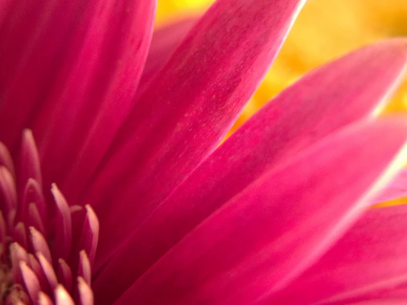flower, garden, nature