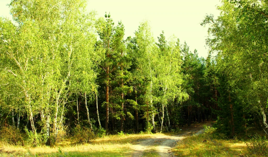 лето, июль, зелень, лес, опушка, завирушка, кокшетау, брещук