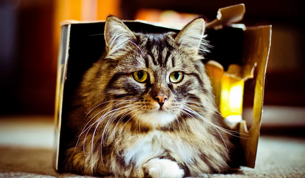 фон, кошка, коробка