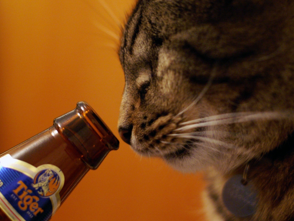 cat, пиво, кошка, кот