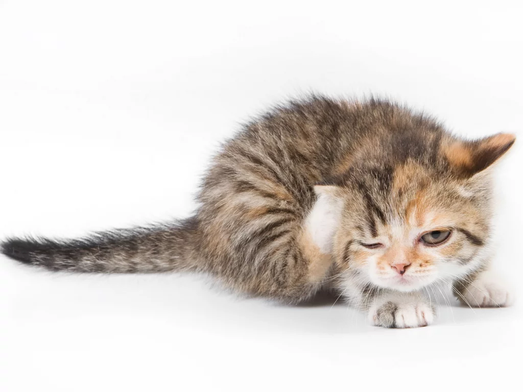кот, cat, котенок, чешется, кошка