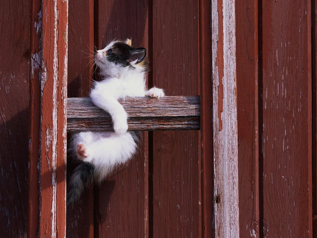 котенок, кошка, cat, кот, белый