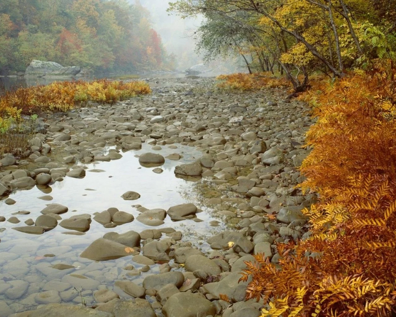 камни, лес, деревья, осень, река