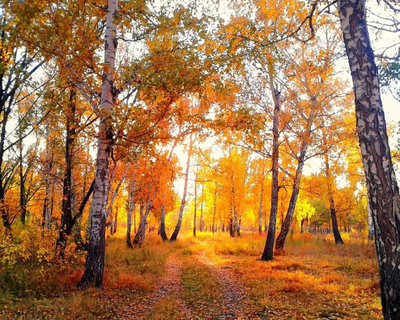 вечер, омск, березы, парк, осень