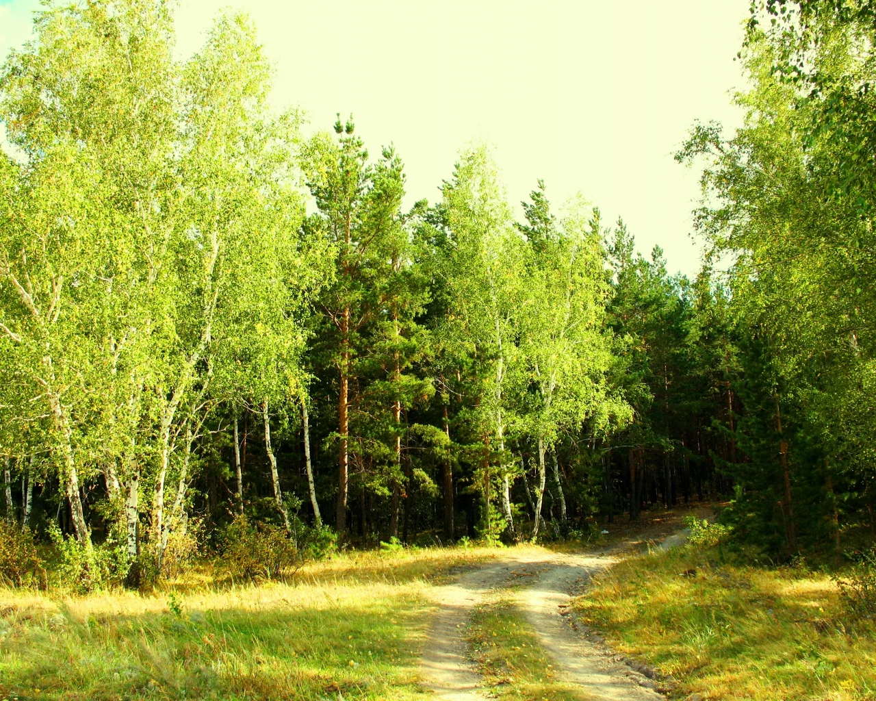лето, июль, зелень, лес, опушка, завирушка, кокшетау, брещук