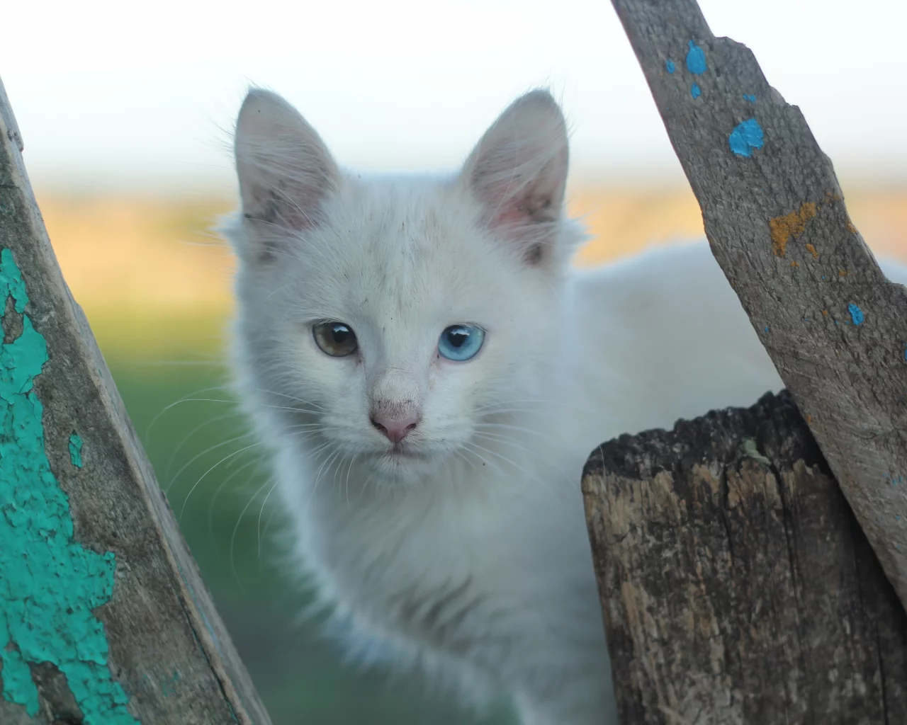 белые кошки, гетерохромия