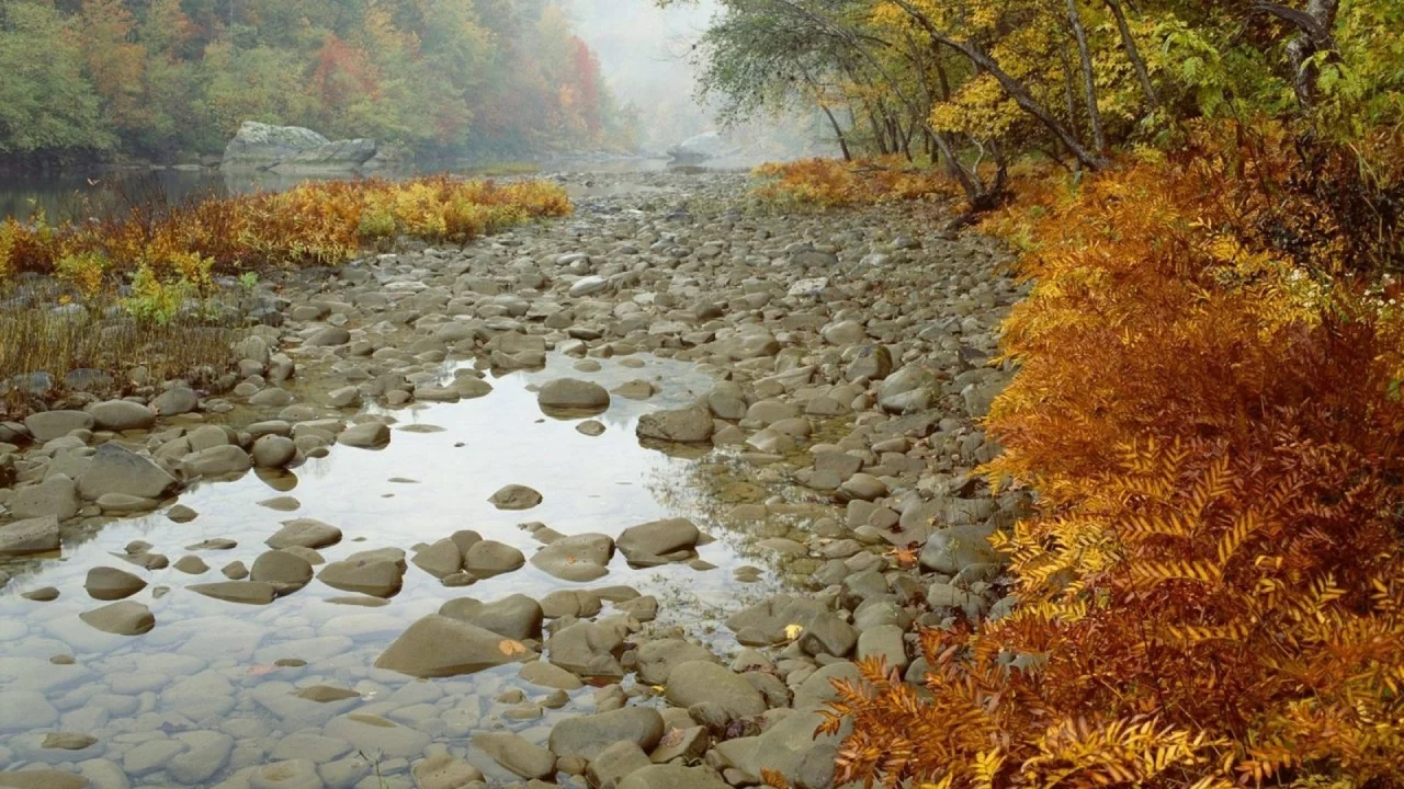 камни, лес, деревья, осень, река