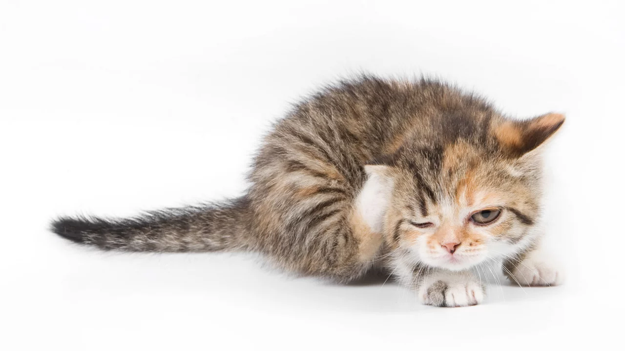 кот, cat, котенок, чешется, кошка