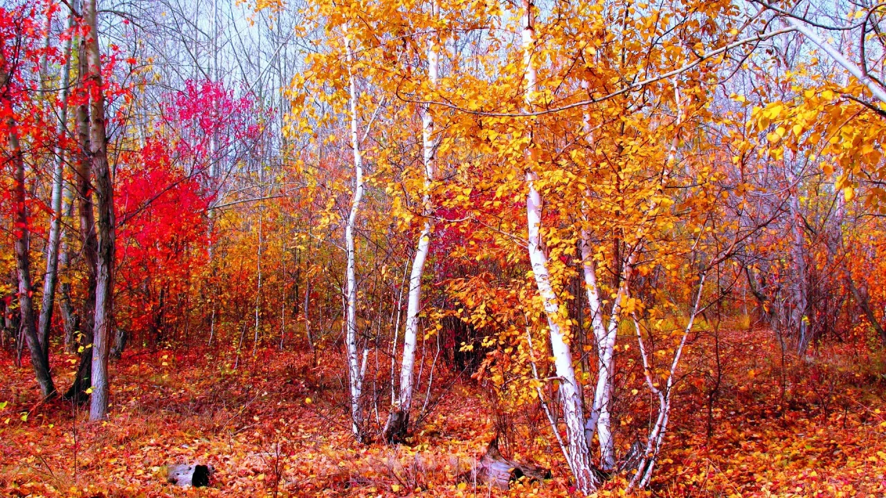 деревья, ветки, листья, лес, осень