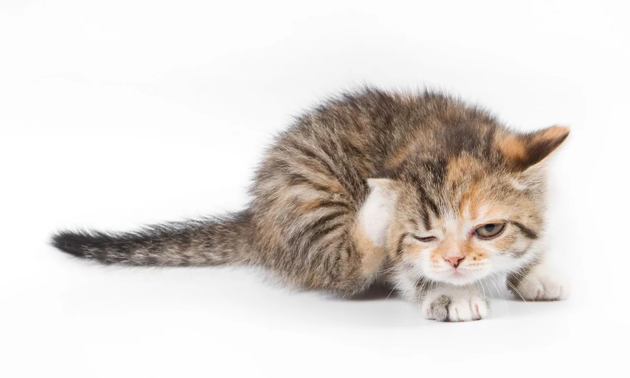 кот, cat, котенок, чешется, кошка