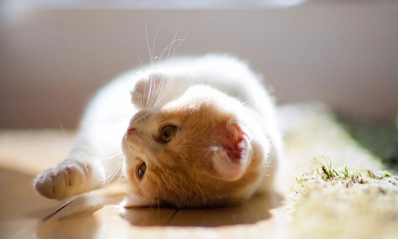 взгляд, лежит, рыжий, кошки, котенок
