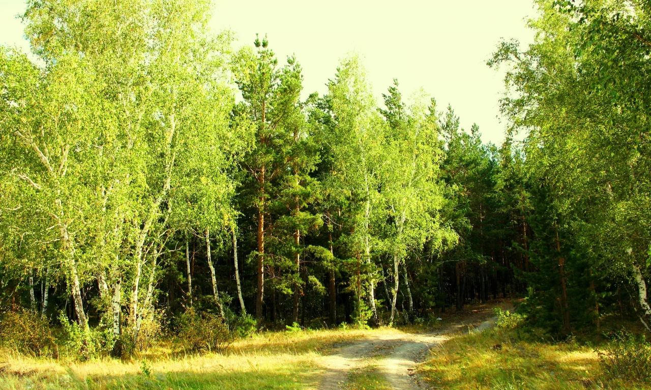 лето, июль, зелень, лес, опушка, завирушка, кокшетау, брещук
