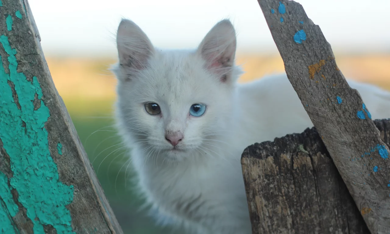 белые кошки, гетерохромия