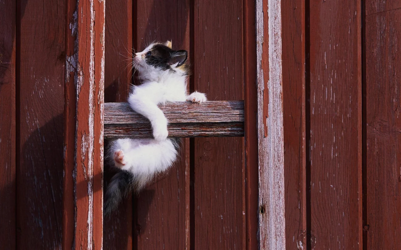 котенок, кошка, cat, кот, белый