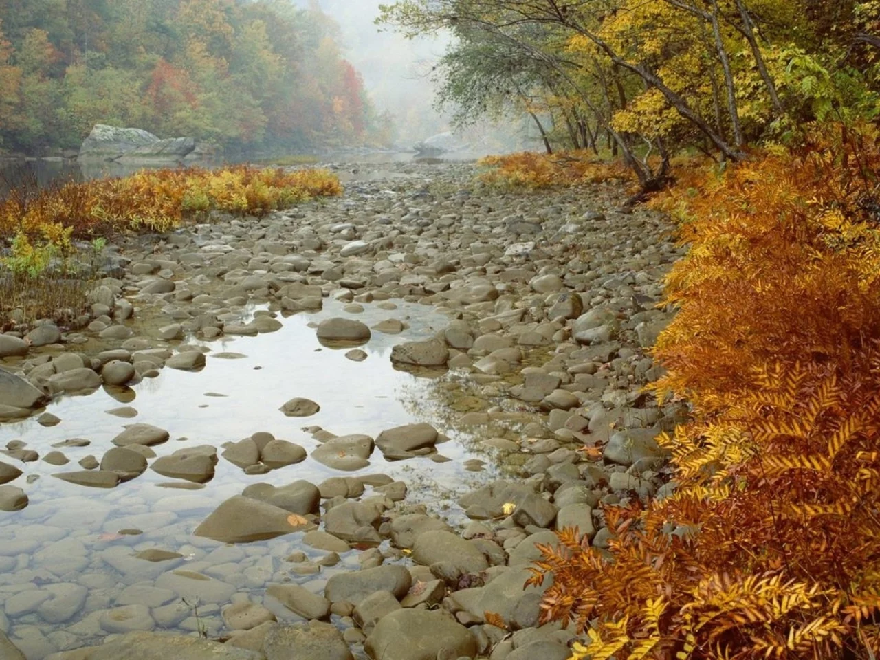 камни, лес, деревья, осень, река