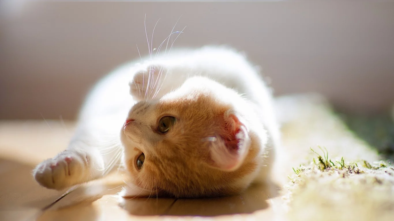взгляд, лежит, рыжий, кошки, котенок