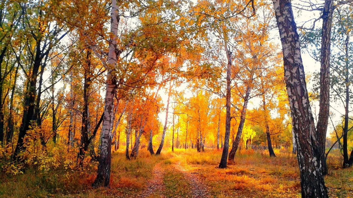 вечер, омск, березы, парк, осень
