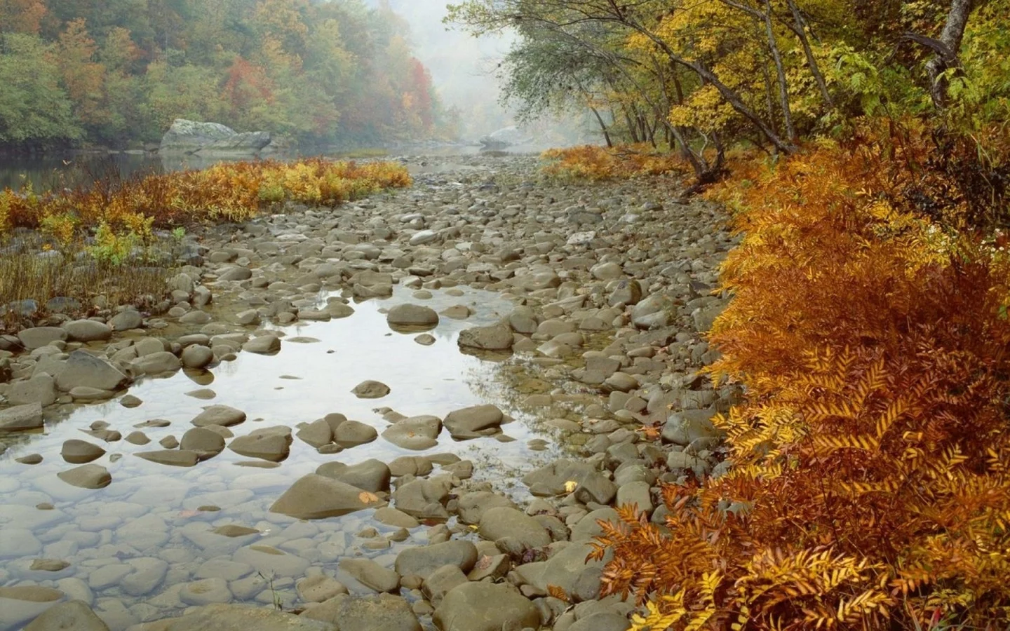 камни, лес, деревья, осень, река