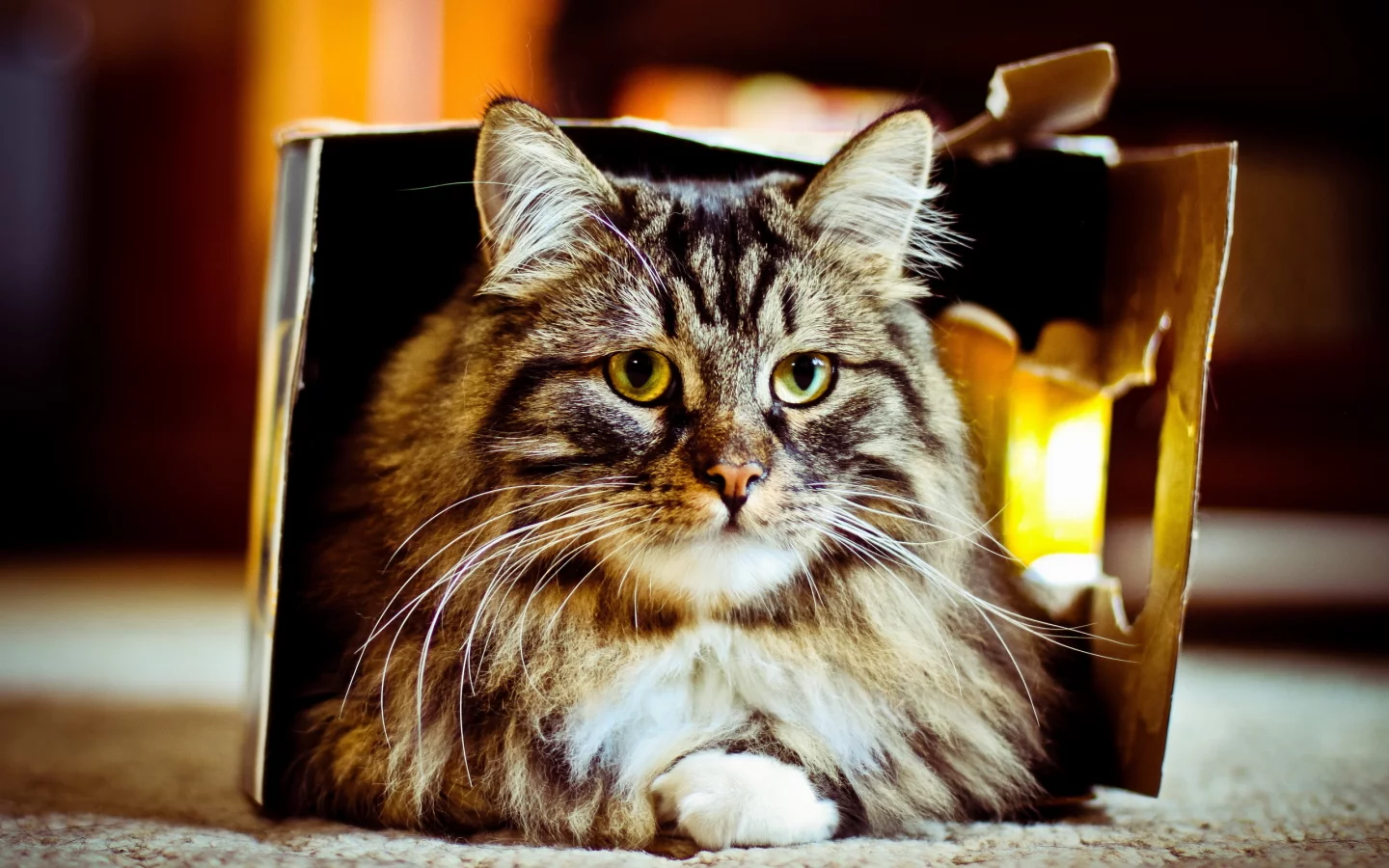 фон, кошка, коробка