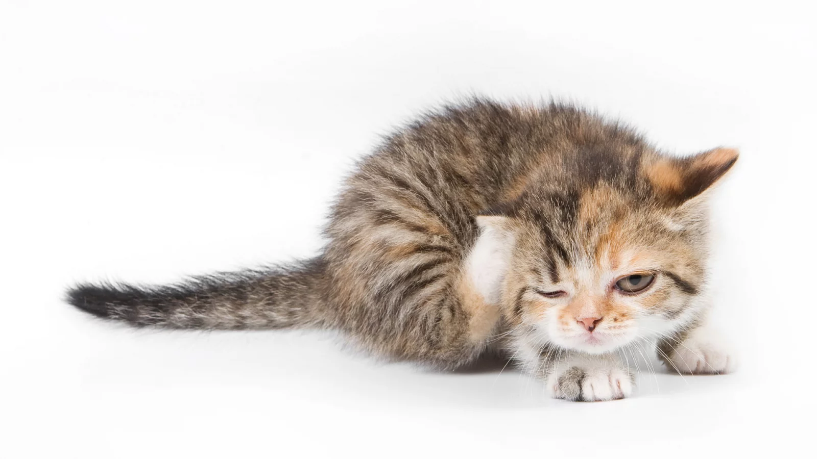 кот, cat, котенок, чешется, кошка